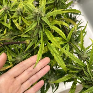 IMG_4815.jpeg IMG_4815.jpeg