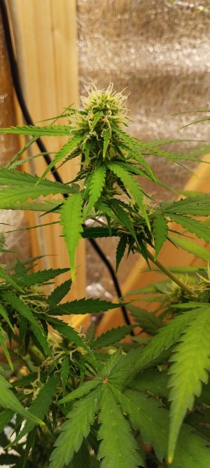 1000020862.jpg 1000020862.jpg