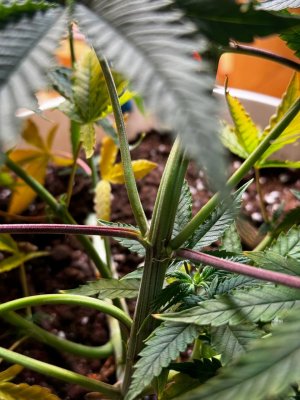 5298507751154113884.jpg 5298507751154113884.jpg