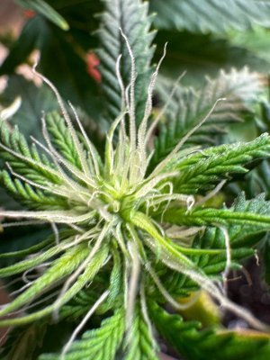 5298507751154113875.jpg 5298507751154113875.jpg