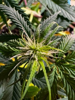 5298507751154113881.jpg 5298507751154113881.jpg