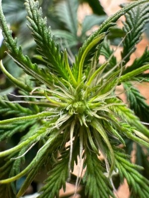 5298507751154113882.jpg 5298507751154113882.jpg