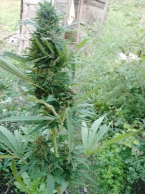 IMG_20240920_070303_128.jpg IMG_20240920_070303_128.jpg