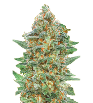 1727875081220.png 1727875081220.png