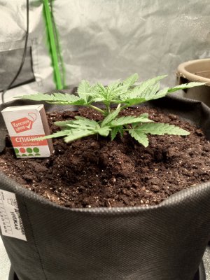 Горилла3.jpg Горилла3.jpg