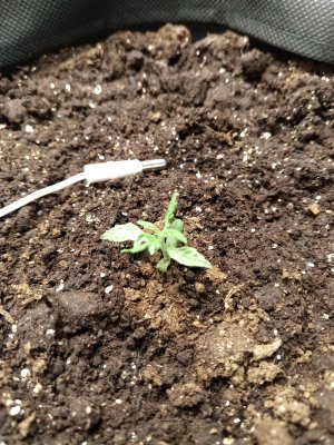 Солнце3.jpg Солнце3.jpg