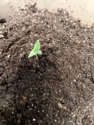 Пассажир2.jpg Пассажир2.jpg