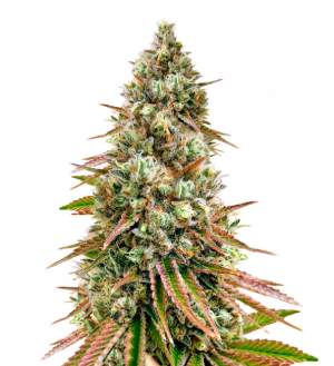 1729020592403.png 1729020592403.png