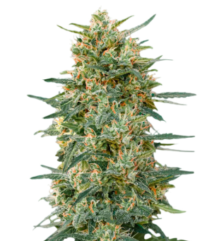 1729020632891.png 1729020632891.png