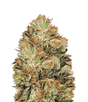 1729343682129.png 1729343682129.png