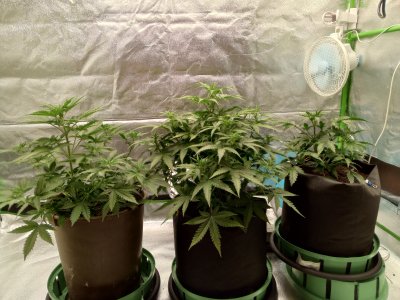 IMG_20241031_192152_699.jpg IMG_20241031_192152_699.jpg