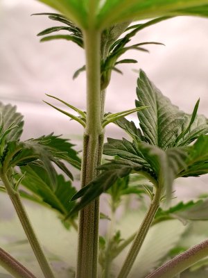 IMG_20241101_183954_999.jpg IMG_20241101_183954_999.jpg