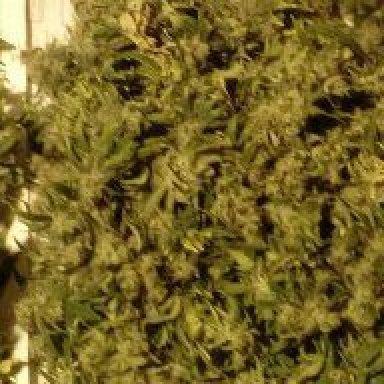 semyanich-forum.online